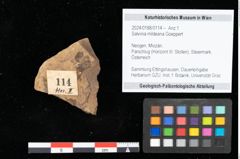 Foto (Objekt + Etikett) von Salvinia mildeana Goeppert (NHMW-GEO-2024-0188-0114)
